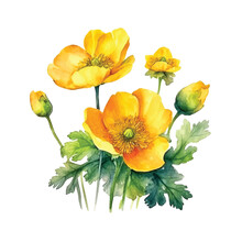 Buttercup Flower Watercolor Paint