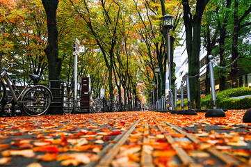 紅葉に包まれる、大阪のオフィス街