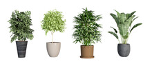 Plants In 3d Rendering. Beautiful Plant In 3d Rendering Isolated.