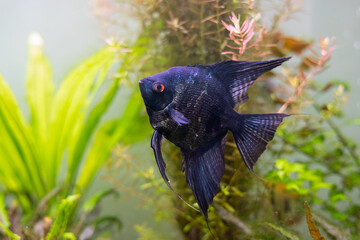 Black angelfish in the aquarium
