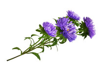 Purple Aster Flowers In A Floral Arrangement Isolated On White Or Transprent Background