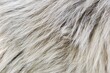 texture of fur