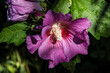 purple flower of the hibiscus plant in a cottage garden in summer