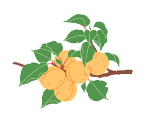 Wall Mural - Simple Apricot Tree Branch with Orange Fruits.