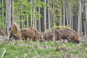 european wood bison, also wisent at rothaarsteig, sauerland.