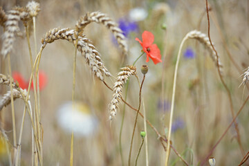 wheat field, spikelets of wheat with wildflowers. natural background. delicate red poppy flowers. sp