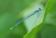 One Small Blue Dragonfly Sits On A Large Green Leaf Of A Plant In Summer Nature