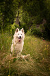 Portrait chien berger blanc suisse 