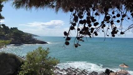 Canvas Print - Pine tree on the beach on sea shore.