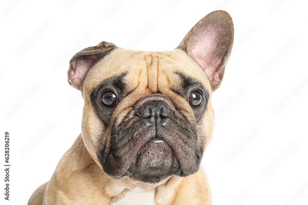 Cute French bulldog on white background, closeup