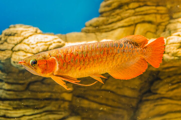 Wall Mural - Colorful Orange Asian Arowana Waikiki Oahu Hawaii