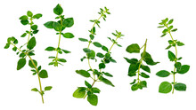 Collection Set Of Oregano Herbs Isolated Over Transparent Background Png