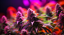 Colorful Cannabis Buds Under Purple Led Light Generative Ai