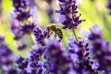 Fototapeta Lawenda - Pszczoły zbierające pyłek z kwiatów lawendy.