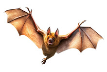 A Bat Isolated On Transparent Background - Generative AI