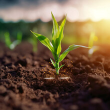 Maize Seedling In Cultivated Agricultural Field. Smart Farming With IoT. Agriculture Corn. Plant Growth. Concept Appearance Of Life - Sprout From Soil Close Up. Selective Focus, Blur.