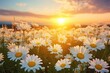 © Sebastian Studio - Chamomile flower field at sunrise.