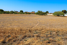 Burn Out Grass And Distant Mesquite Trees Growing On Undeveloped Arid Desert Patch Within City Limits Of Phoenix, Arizona