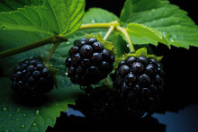 Blackberries With Leaves. Branch Of Ripe Blackberry In A Garden On Green Background. Generative AI