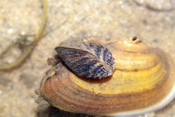 Zebra mussels, Dreissena polymorpha, grown on a painters mussel