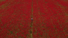 Jesus Walking In A Beautiful Field Of Poppies. Aerial Back View