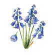  bluebell flowers watercolor paint