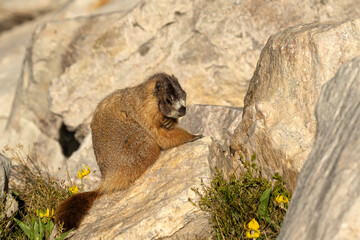 Wall Mural - Yellow-bellied marmot (Marmota flaviventris) in Snowy Range; Wyoming 