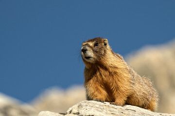 Wall Mural - Yellow-bellied marmot (Marmota flaviventris) in Snowy Range; Wyoming 