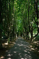 Wall Mural - line of trees with morning sunlight.