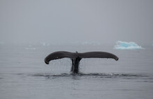 Whale Tale Emerging From Water. Copyright Max Seigal Photography, Www.maxwilderness.com