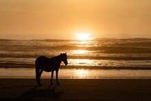 Wild Horse On The Beach At Sunrise, Outer Banks, North Carolina