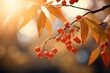 Autumn bushes with red berries. Autumn colors. Halloween concept. Background with selective focus and copy space