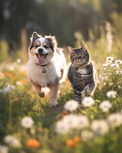 A Dog And A Cat Running Side By Side In A Garden