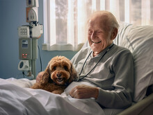 Sick Elderly Man Sitting Up In A Hospital Bed With A Dog On His Lap.  He Is Smiling Down At The Therapy Dog, Who Brings Him Comfort While He Is Ill.