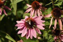 Echinacea Angustifolia Pink Flowers With A Bee On One, With Greenery And Bright Sun On Them - - Rosetta Mclain Gardens, Toronto