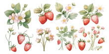 Watercolor Strawberry Clipart For Graphic Resources