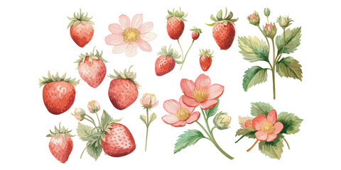 Watercolor Strawberry clipart for graphic resources