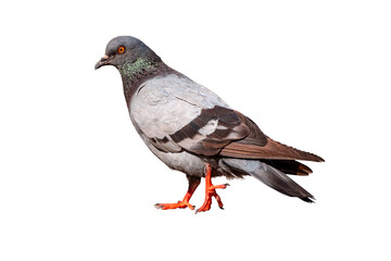 Wall Mural - Full Body side view of pigeon bird standing and walking isolate on white background with clipping path, gray pigeon