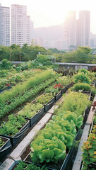 Canvas Print - Building Roof with Ensuite Rooftop Vegetable