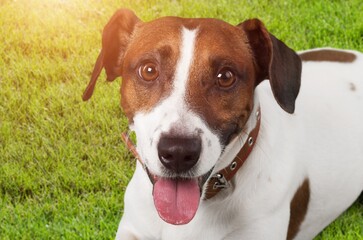 Sticker - Happy young smart dog lying on green grass