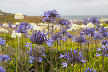 Agapanthus Blue, Lily Of The Nile And White Superior Agapanthus In A Field
