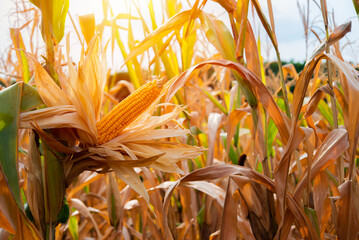 Wall Mural - Sunlight the yellow corn blooms majestically amidst the dry cornfield, radiating with vibrant life.