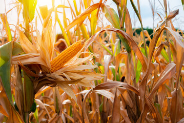 Wall Mural - Sun's warmth as the yellow corn's bloom exemplifies the beauty of nature's growth and renewal.