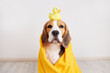 A beagle dog in a yellow towel after bathing. There is a duckling toy on the head. The concept of pet care.
