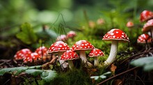  A Group Of Mushrooms That Are Sitting In The Grass On The Ground.  Generative Ai