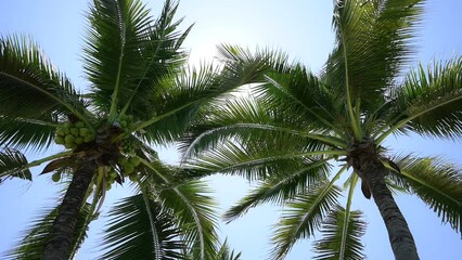 Wall Mural - leaf of coconut trees flutter slow motion on blue sky, beautiful natural background