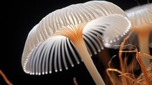  A Close Up Of Three White Mushrooms On A Black Background.  Generative Ai