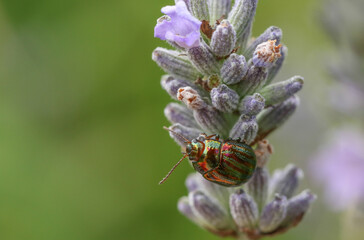 Poster - A Rosemary Beetle, Chrysolina americana, on lavender flowers.