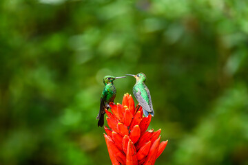 Wall Mural - Amazilia decora, Charming Hummingbird, bird feeding sweet nectar from flower pink bloom. Hummingbird behaviour in tropic forest, nature habitat in Corcovado NP, Costa Rica. Two bird in fly, wildlife.