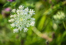 Abstract Defocused Nature Background Queen Anne's Lace